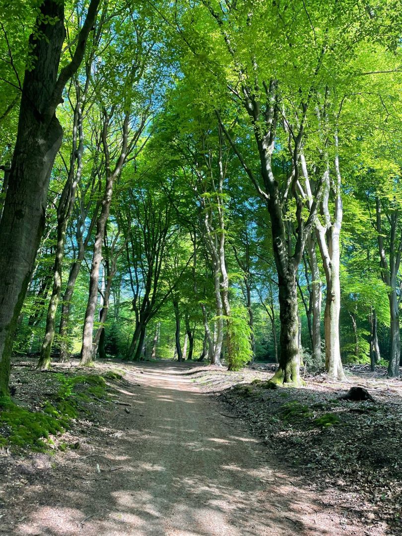 Speulderbos MTB tocht