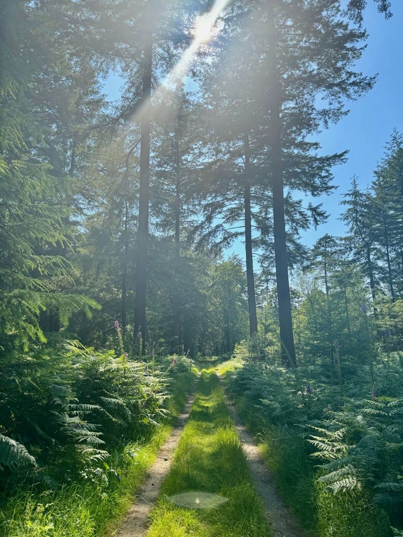 Speulderbos Graveltocht