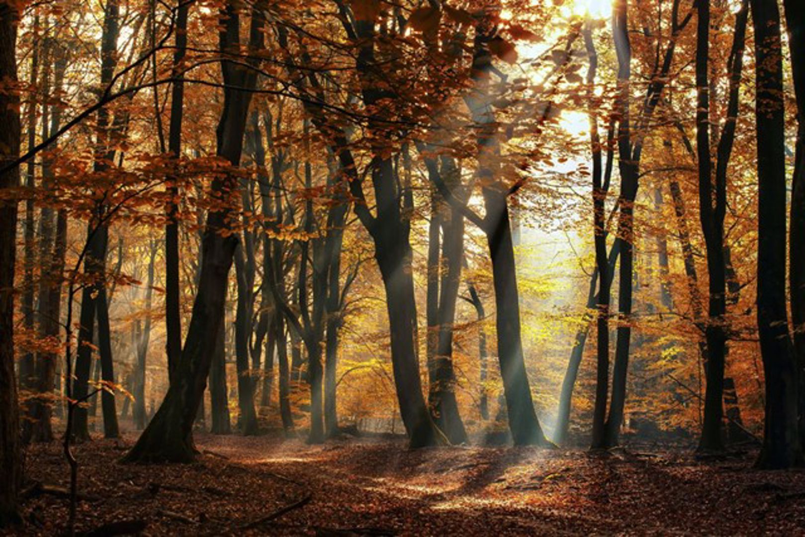 Speulderbos Graveltocht