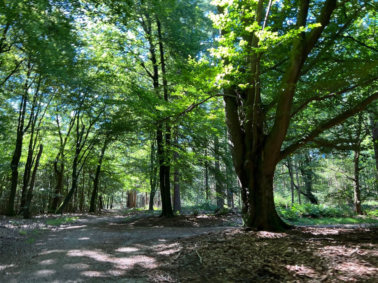 Speulderbos Graveltocht