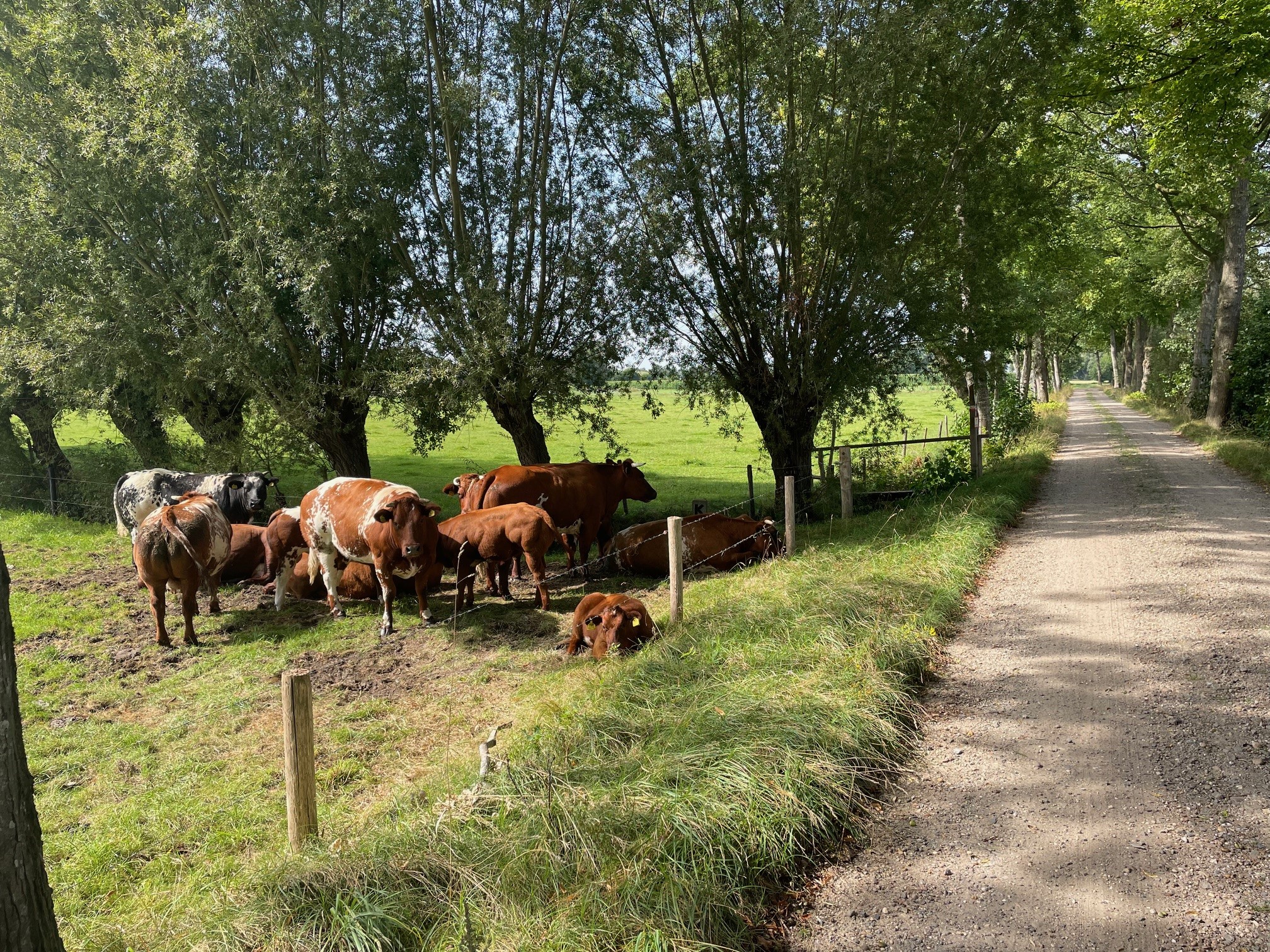 Cycling Challenge Hoogland 2024 (gravel)